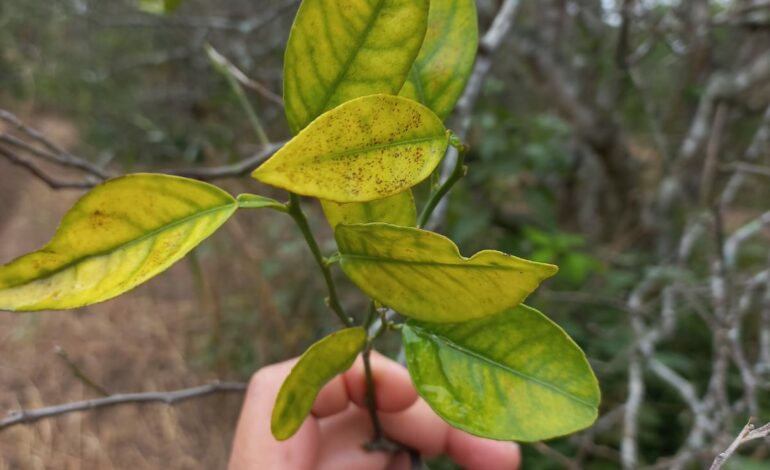 Experimenta UAT bioinsecticida para combatir el dragón amarillo