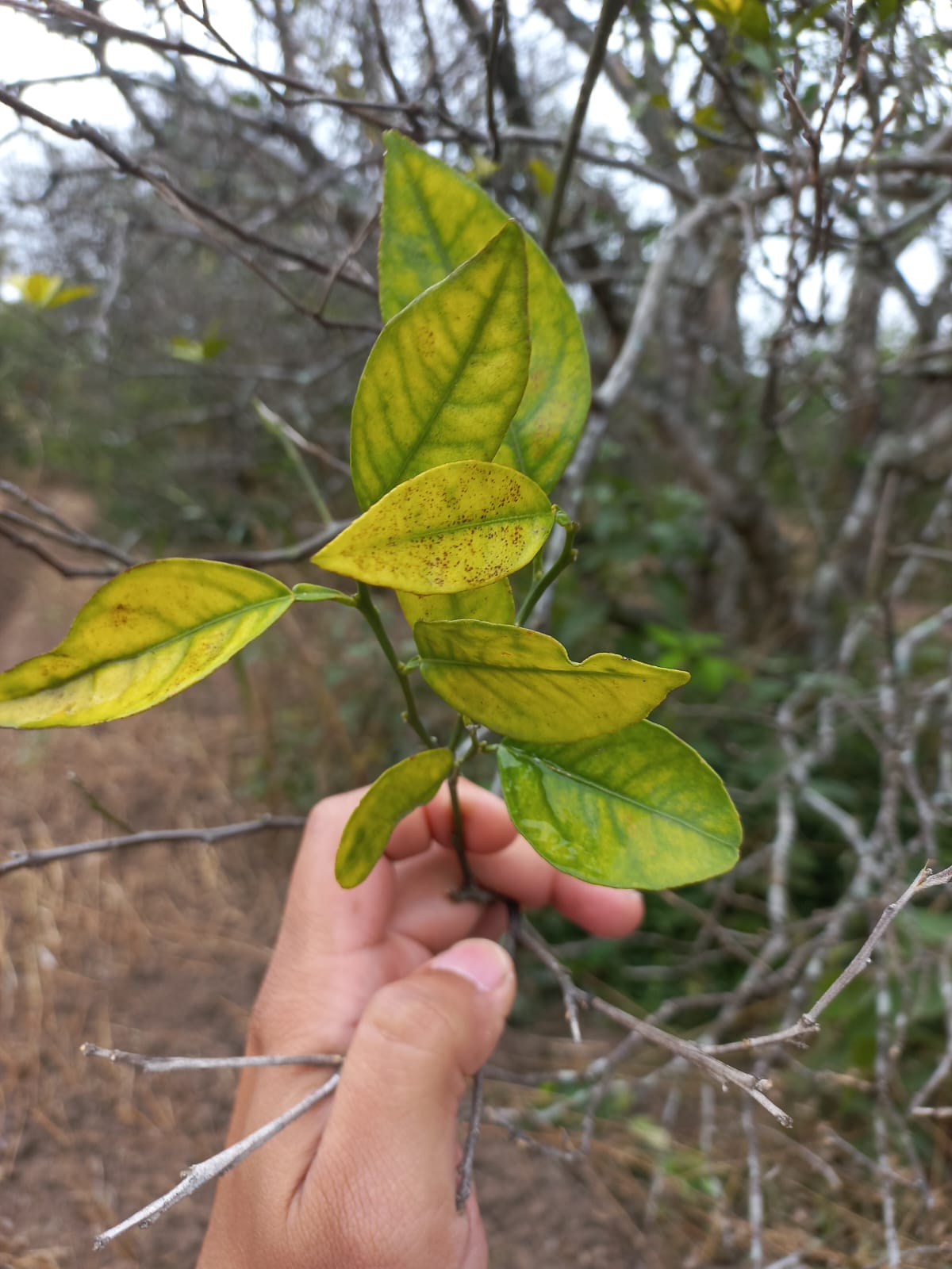 Experimenta UAT bioinsecticida para combatir el dragón amarillo