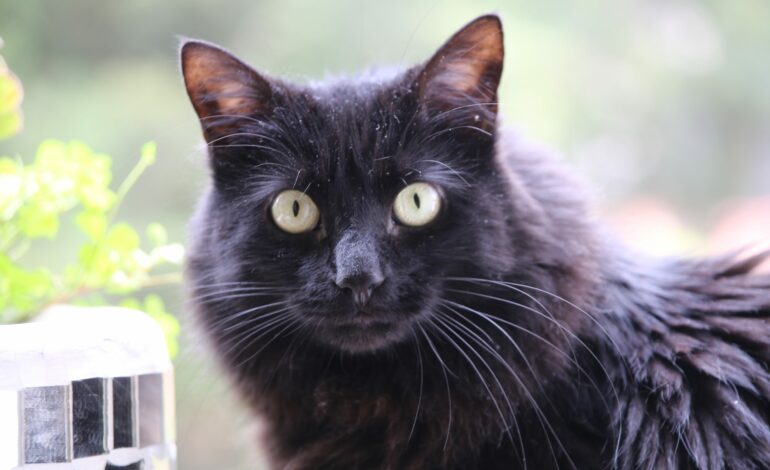 Día Internacional del Gato: destinos turísticos para amantes de los felinos