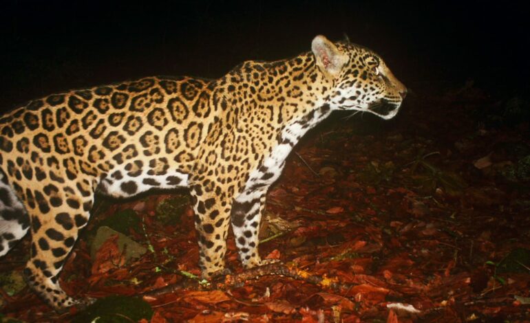 Estudia UAT poblaciones de jaguar en corredor biológico tamaulipeco