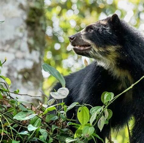 Buscan rehabilitar a dos osos andinos de Antioquia