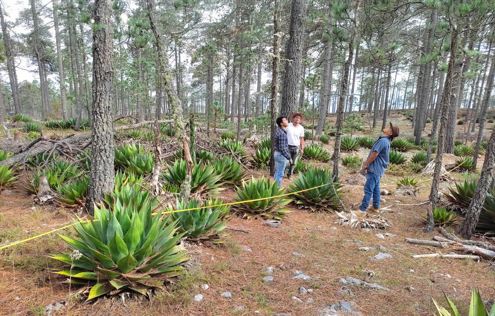 Busca la UAT preservar la genética de especies de maguey