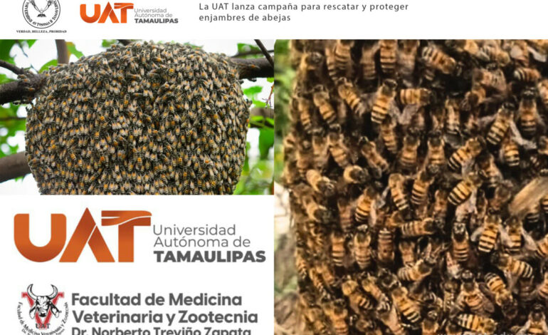 La UAT lanza campaña para rescatar y proteger enjambres de abejas