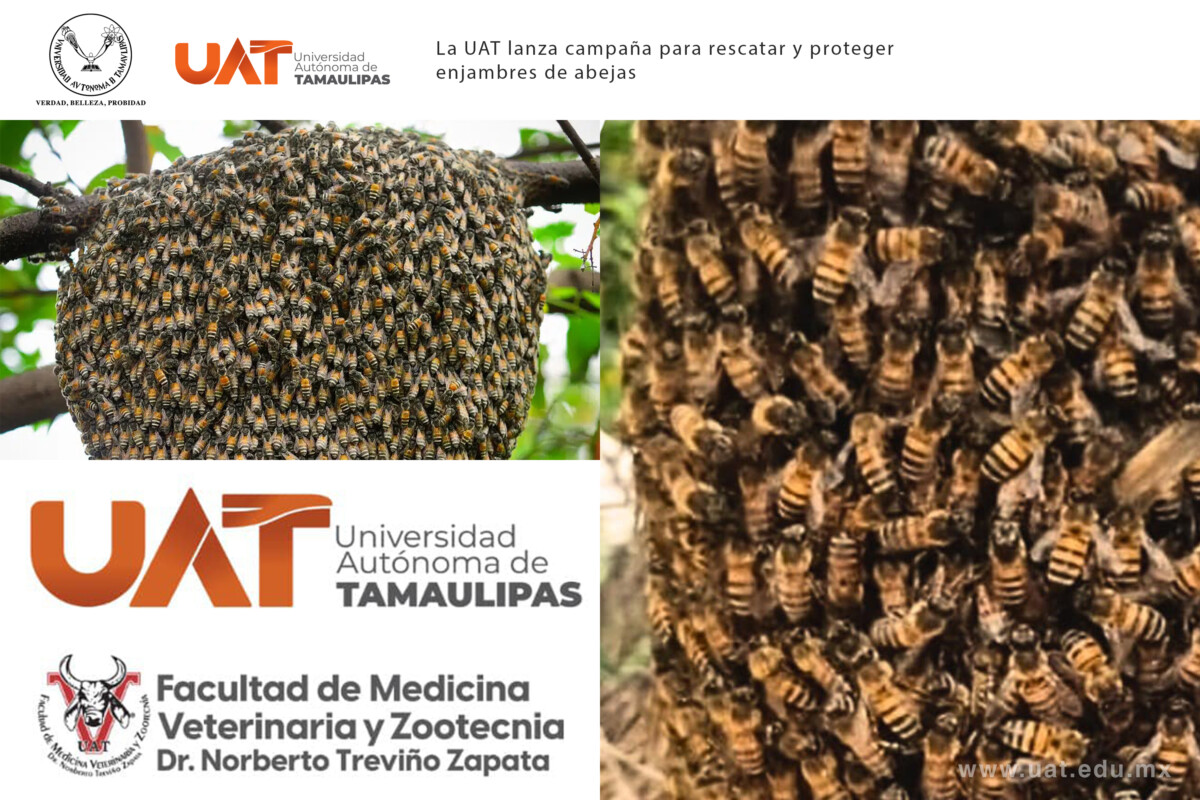 La UAT lanza campaña para rescatar y proteger enjambres de abejas