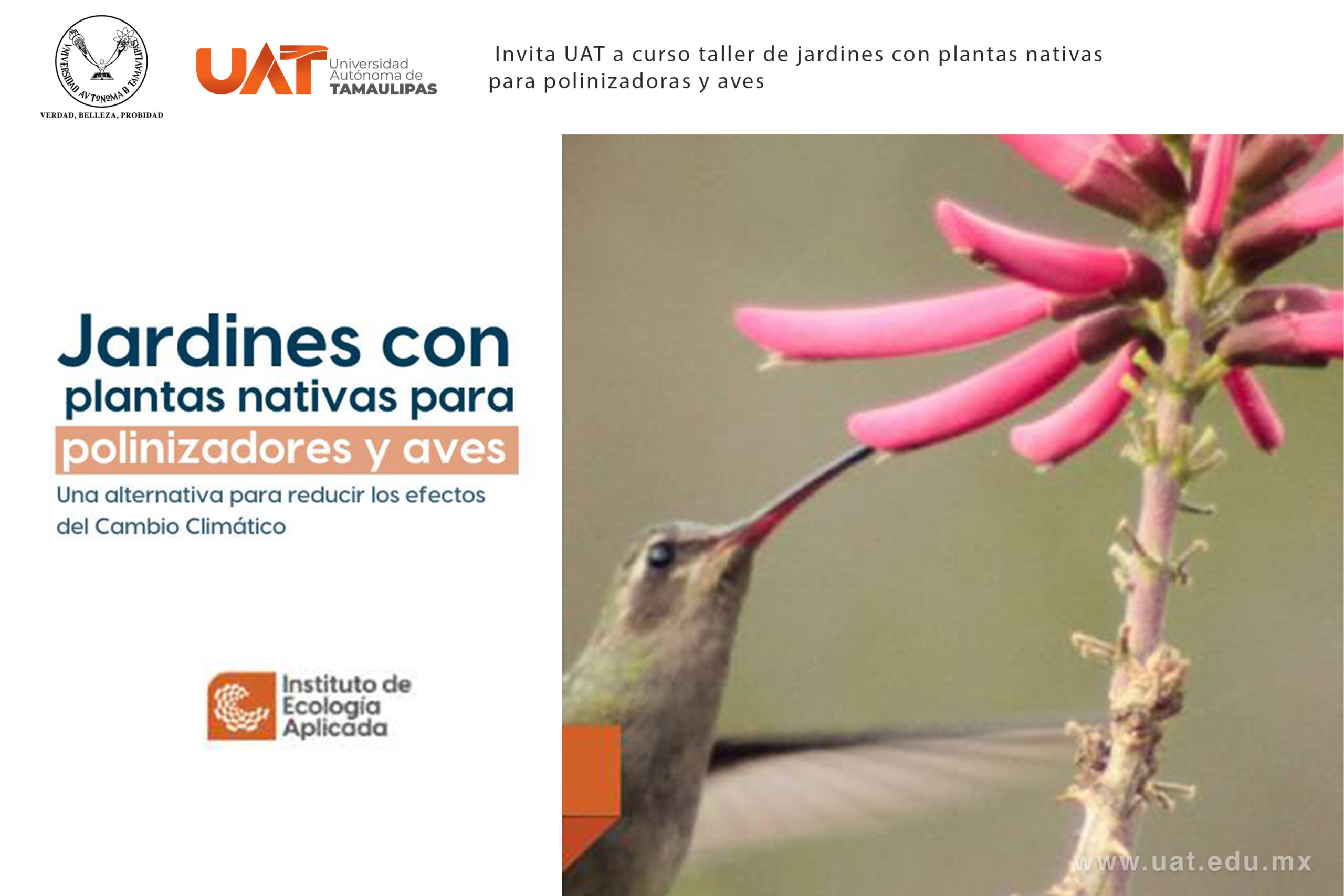 Enseñará la UAT a crear espacios ecológicos para especies polinizadoras