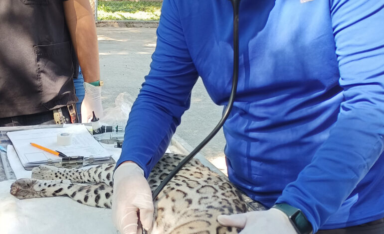 Realiza la UAT un estudio para la protección del ocelote en Tamaulipas