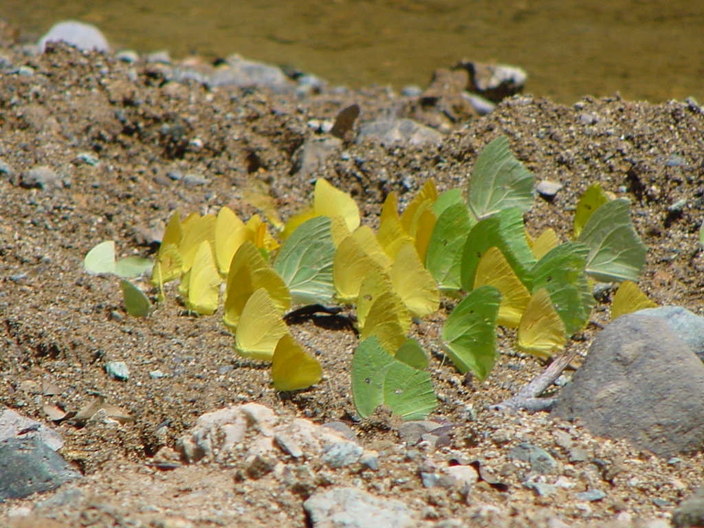 Registra la UAT 195 especies de mariposas en la Sierra Chiquita de Tamaulipas