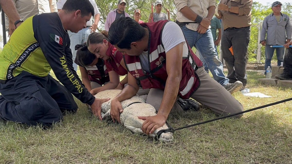 Instruyen a municipios en protocolos para manejo de cocodrilos