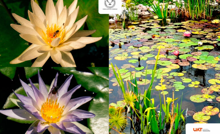 Colabora UAT en la conservación de humedales y ecosistemas acuáticos
