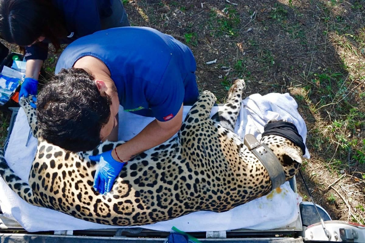 Jaguar rescatado sano y salvo en Gómez Farías: Comisión de Parques