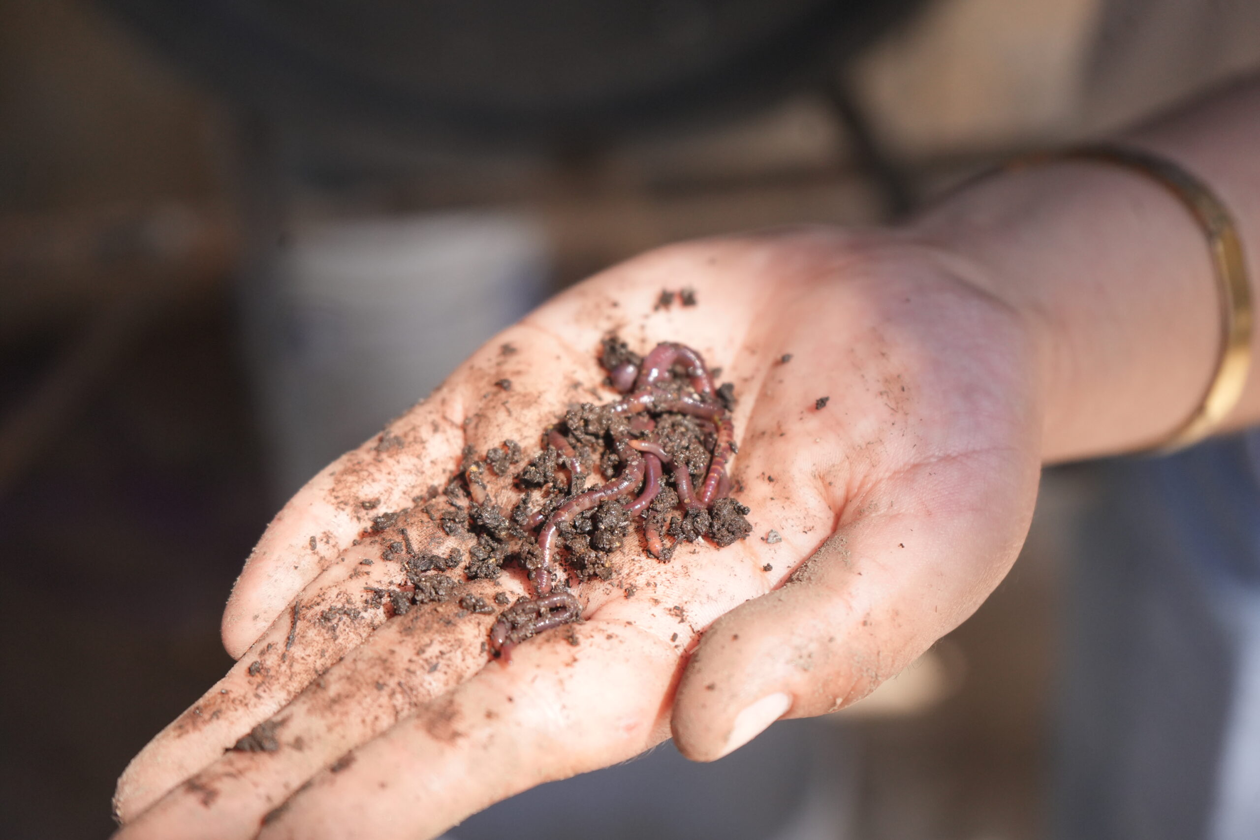 Desarrolla la UAT biofertilizantes líquidos a partir de lombricomposta